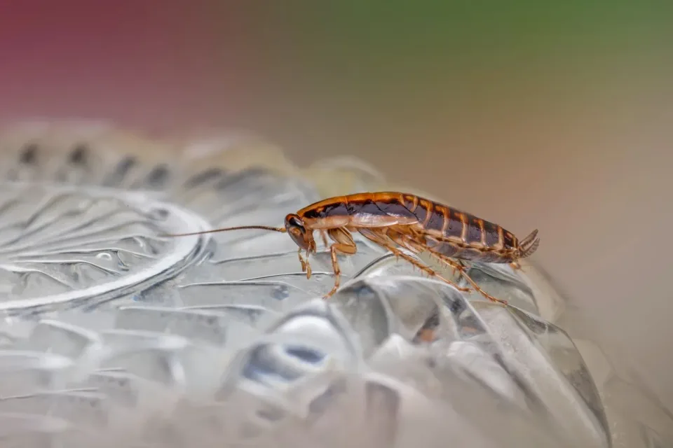 Cockroach — Pest Control