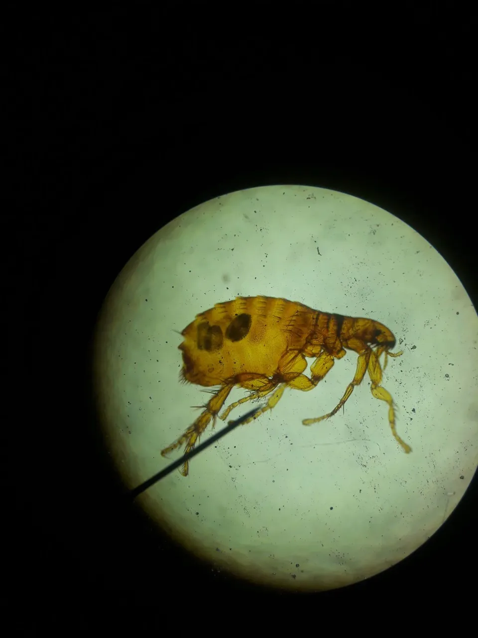 Flea — Pest Control