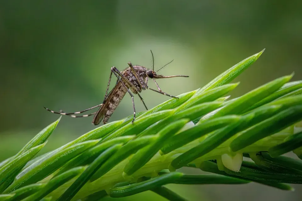Mosquito — Outdoor