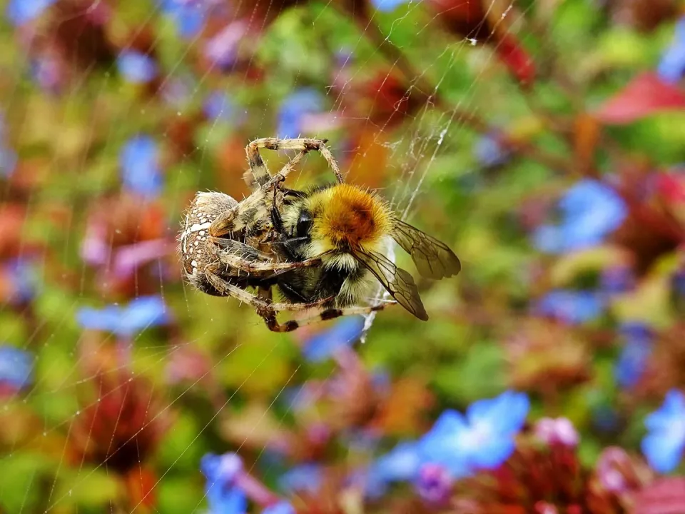 Spider — Outdoor