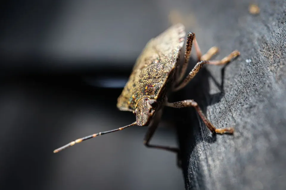 Stink Bug — Pest Control
