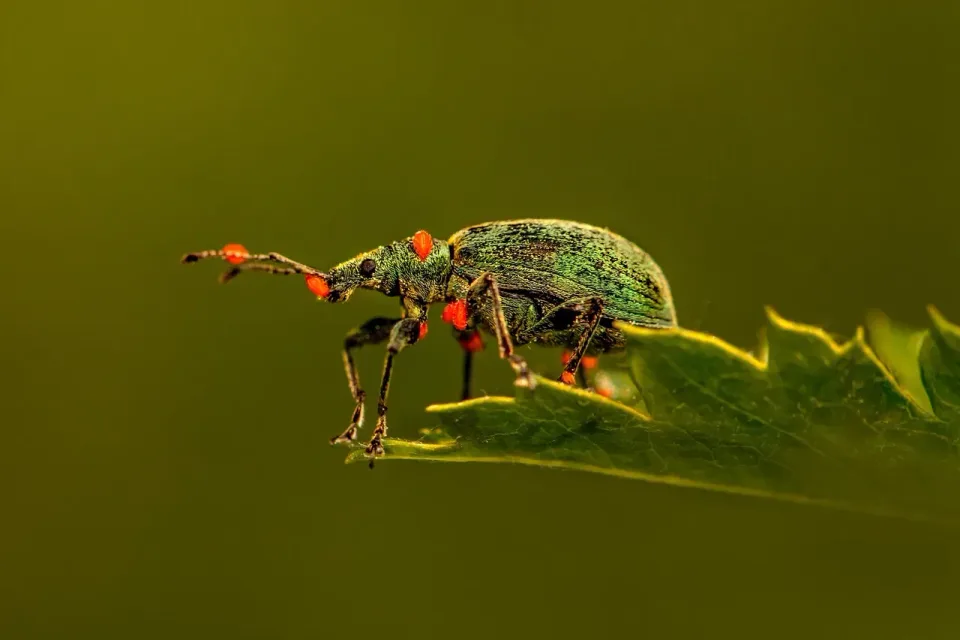 Weevil — Pest Control Weevil — Pest Control